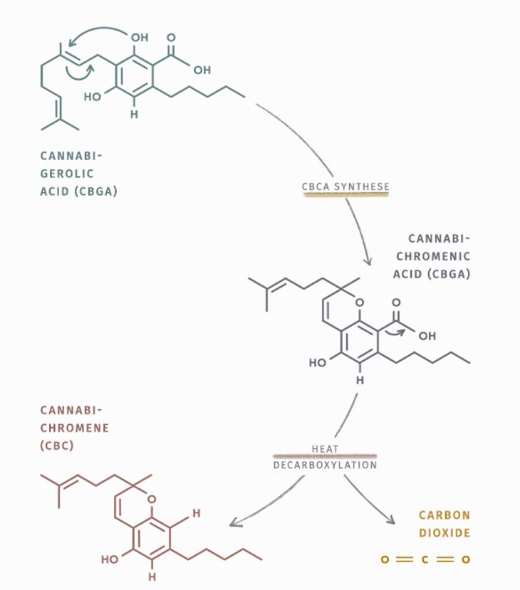 CBC-diagram